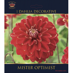 Dahlia décoratif Mister Optimist
