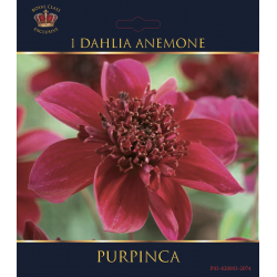 Dahlia décoratif Purpinca