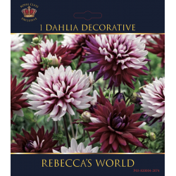 Dahlia décoratif Rebecca's World