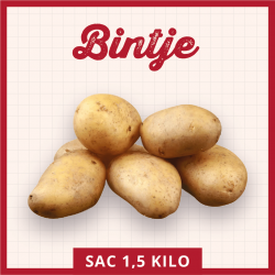 Bintje 1,5 kg
