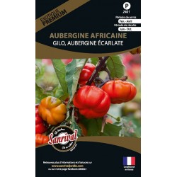 Graines d'Aubergine Africaine Gilo Ecarlate