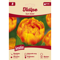 Tulipe Sun Lover
