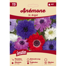 Anémone Saint Brigid