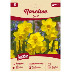 Narcisse Quail