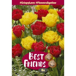 Best Friend Crispy Love