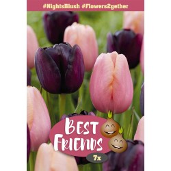 Best Friends Night's Blush