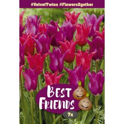 Best Friends Velvet Twins