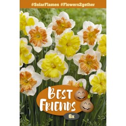 Best Friends Solar Flames