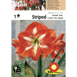 Amarillis rouge strié de blanc double