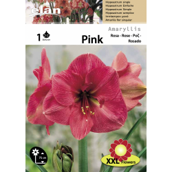 Amaryllis rose double