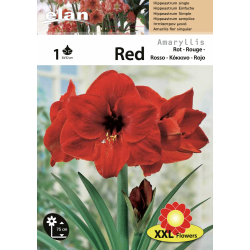 Amaryllis rouge double