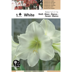 Amarillis Blanche double