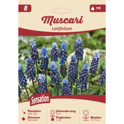 Muscari Latifolium