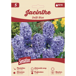 Jacinthe Deft Blue