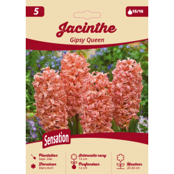 Jacinthe Gipsy Queen