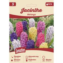 Jacinthe en mélange