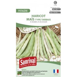Haricot Maïs Type Tarbais