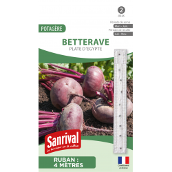 Betterave Plate d’Égypte –...