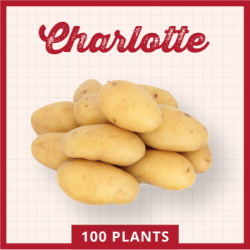 Charlotte 100 plants
