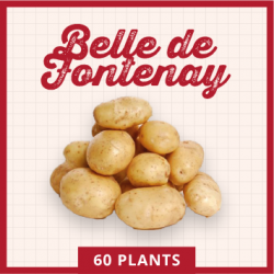 Belle de Fontenay 60 plants
