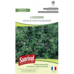 Luzerne Engrais vert Fourragère