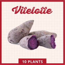 Vitelotte 10 plants