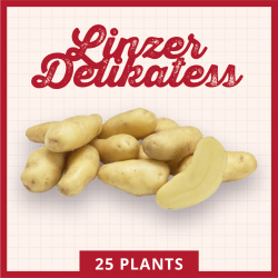 Linzer Delikatess 60 plants