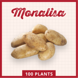 Monalisa 100 plants