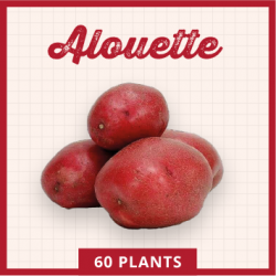 Alouette 60 plants