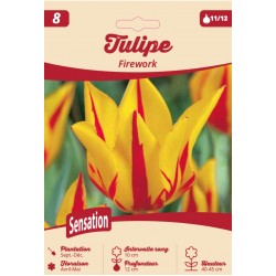 Collection Sensation - Tulipe Firework