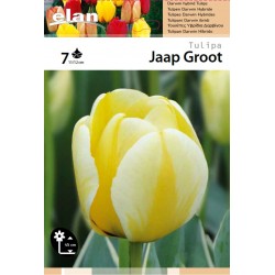 Elan - Tulipe Jaap Groot