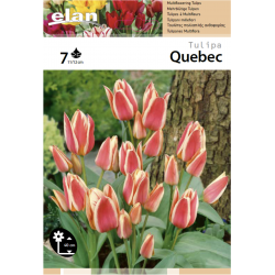 Elan - Tulipe multifleurs...