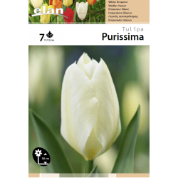Elan - Tulipe Fosteriana...