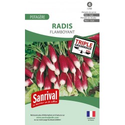 Radis Flamboyant