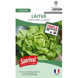 graines de Laitue de printemps été automne Appia obt Clause