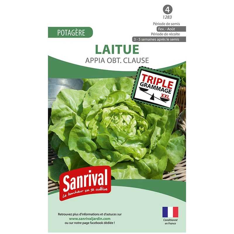 graines de Laitue de printemps été automne Appia obt Clause