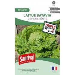 graines de Laitue batavia De Pierre-Bénite