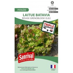 graines de Laitue Batavia Rouge grenobloise (GB)