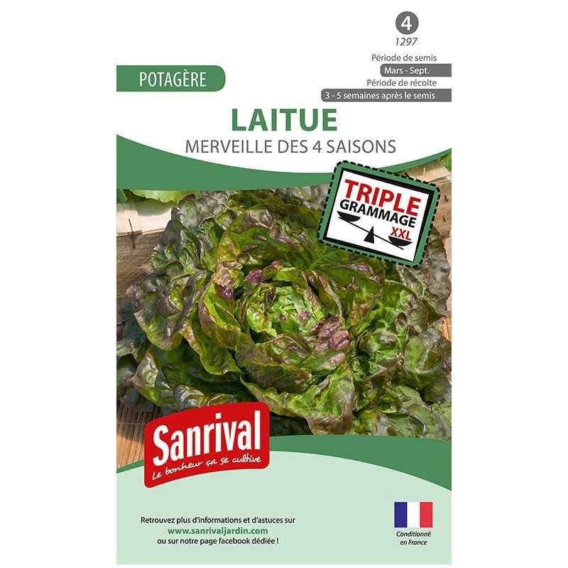 graines de Laitue Merveille des 4 saisons
