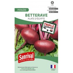 graines de Betterave potagère Plate d'Egypte