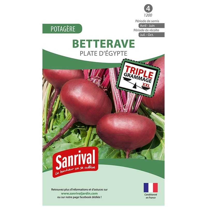 graines de Betterave potagère Plate d'Egypte