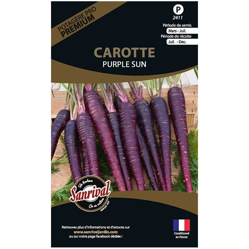 graines de Carotte Purple Sun