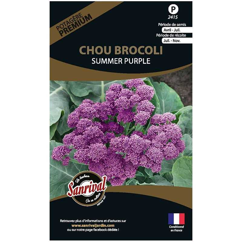 graines de Chou Brocoli Summer Purple
