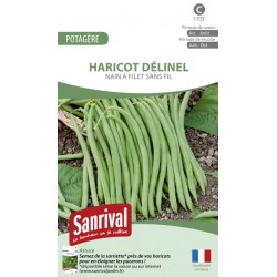 graines de haricot Délinel nain et sans fil