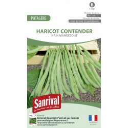 Graines de haricot Contender nain mangetout