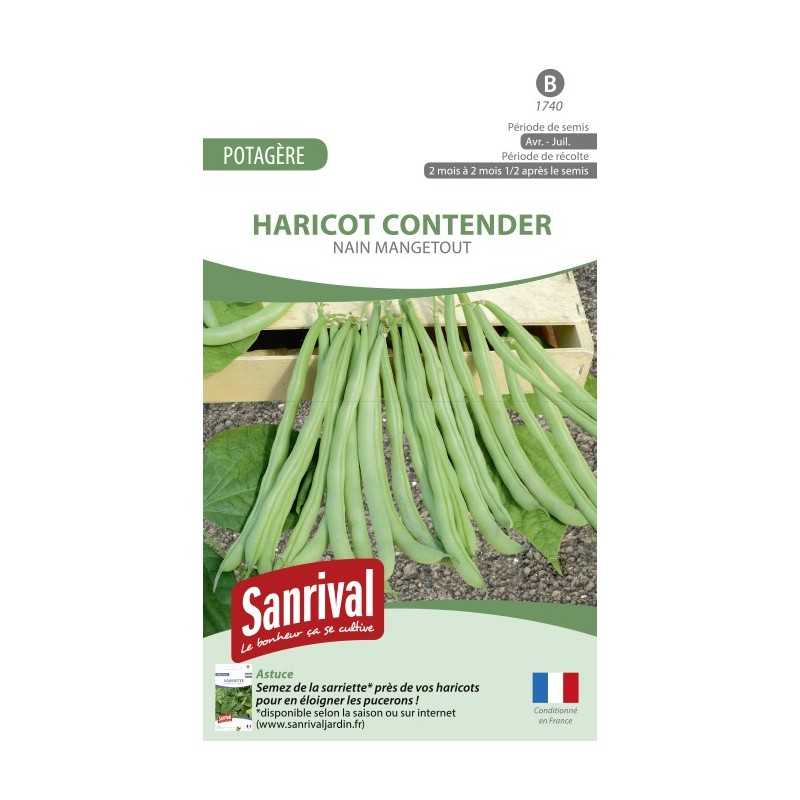 Graines de haricot Contender nain mangetout