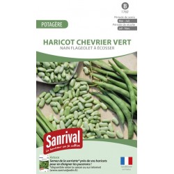 Graines de Haricot Chevrier vert