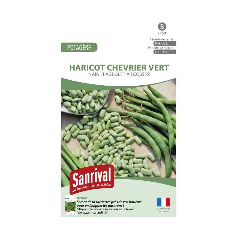 Graines de Haricot Chevrier vert