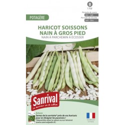 Graines de Haricot Soissons nain à gros pied