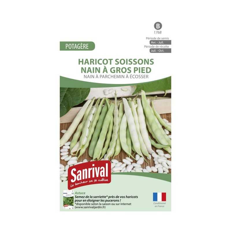 Graines de Haricot Soissons nain à gros pied